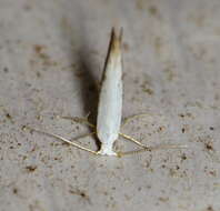 Image of Speckled Argyresthia