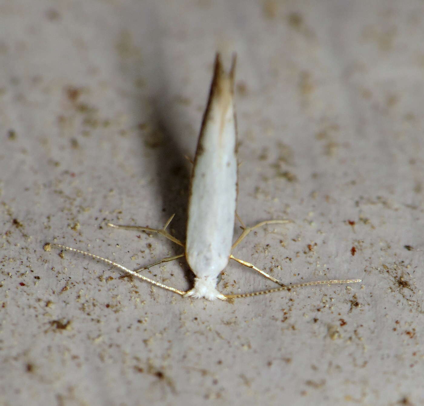 Imagem de Argyresthia subreticulata Walsingham 1882