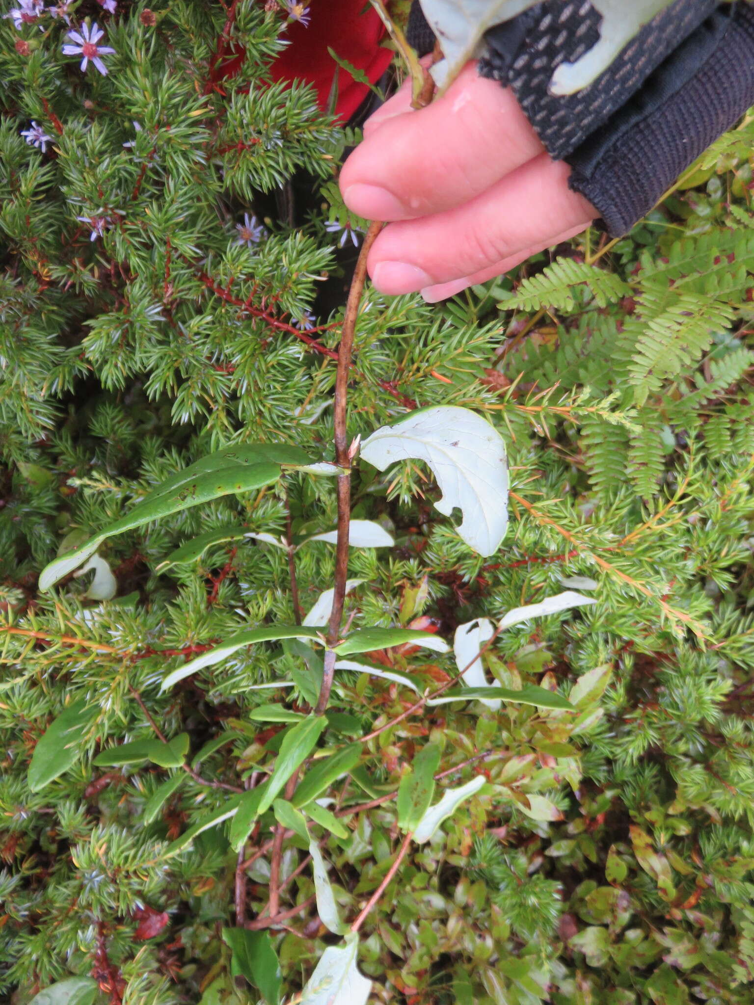 Plancia ëd Juniperus communis var. depressa Pursh