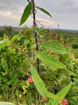 Image of Dioscorea analalavensis Jum. & H. Perrier