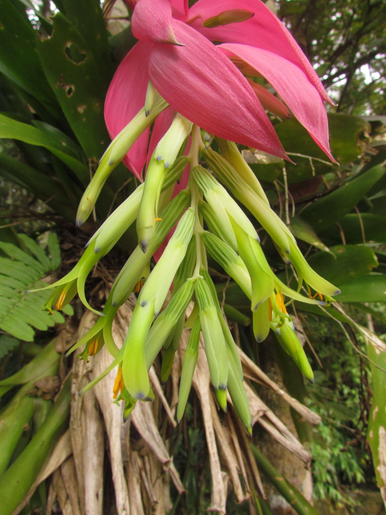 Image of Billbergia amoena (G. Lodd.) Lindl.