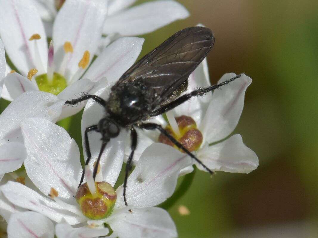 Image of Empis ciliata Fabricius 1787