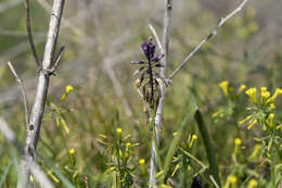 Image of Bellevalia trifoliata (Ten.) Kunth