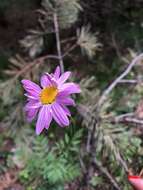 Image of pyrethum daisy