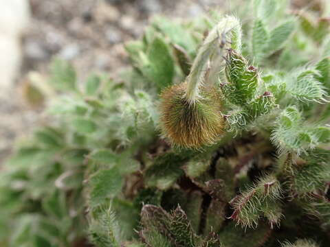 Image of Papaver nudicaule var. microcarpum (DC.)