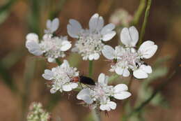 Image of Lisaea strigosa (Banks & Sol.) Eig