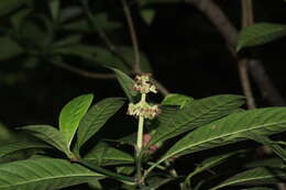 Image of Psychotria anamallayana Bedd.