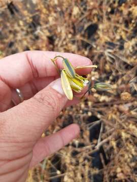 Image de Albuca cooperi Baker