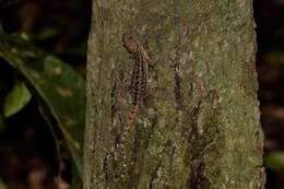 Gymnodactylus darwinii (Gray 1845) resmi