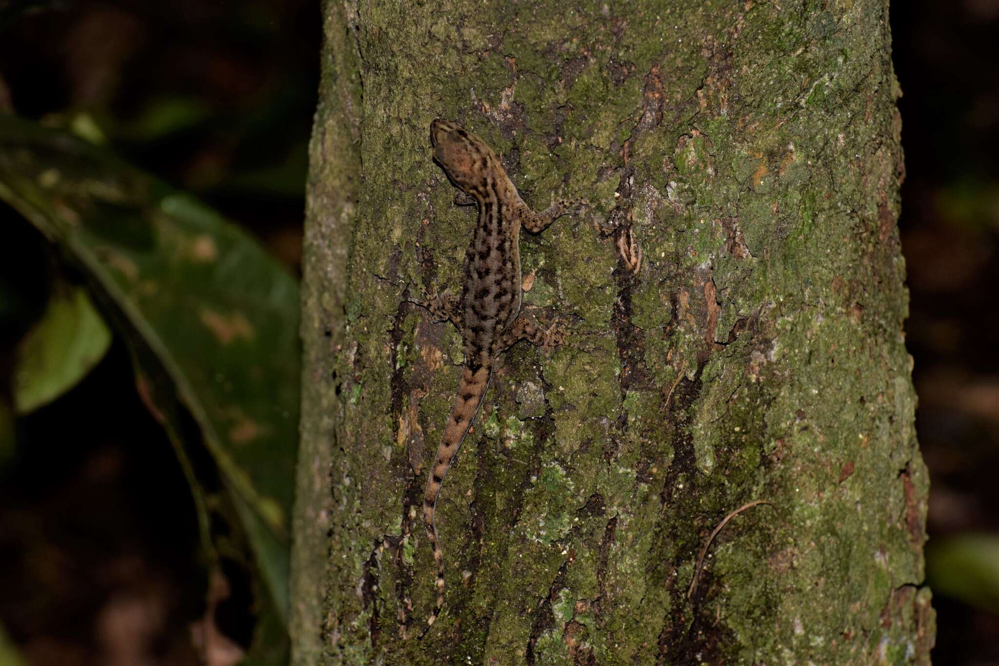 Gymnodactylus darwinii (Gray 1845) resmi