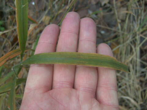 Brachypodium sylvaticum subsp. sylvaticum的圖片