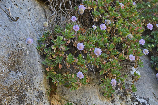 Image of Lomelosia albocincta (Greuter) Greuter & Burdet