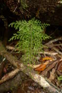 Image de Hymenophyllum deplanchei Mett. ex Kuhn