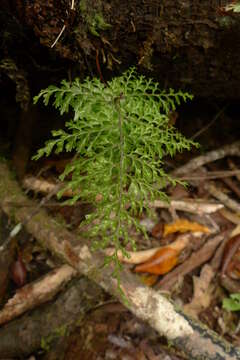 Hymenophyllum deplanchei Mett. ex Kuhn resmi