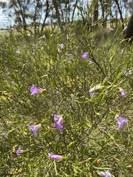 Image de Eremophila drummondii F. Muell.