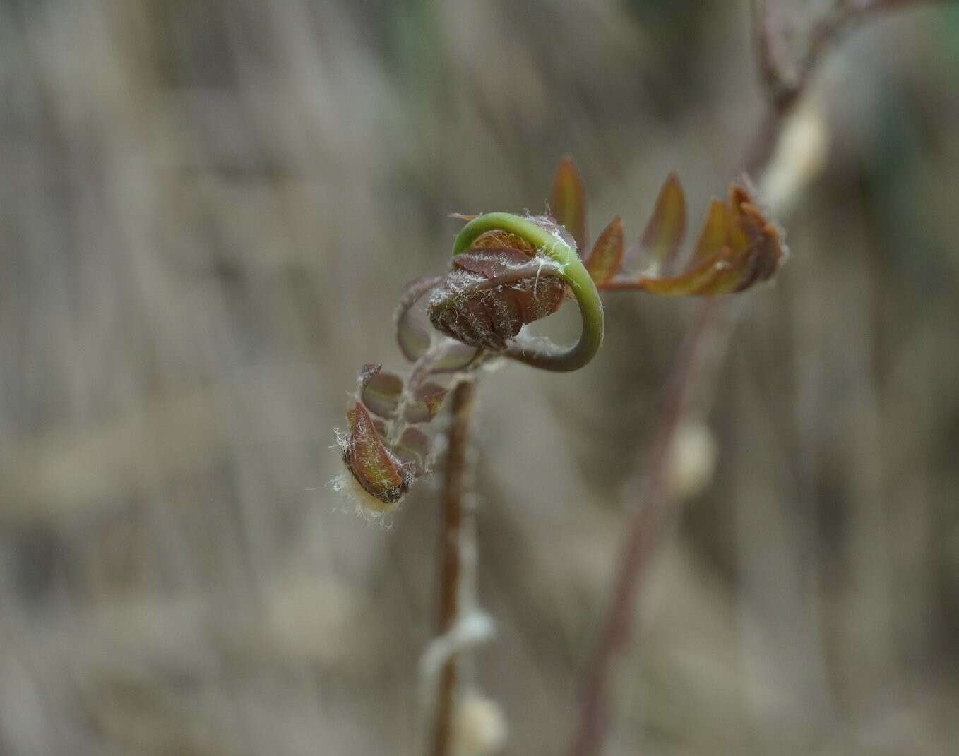 Plancia ëd Osmunda japonica Thunb.