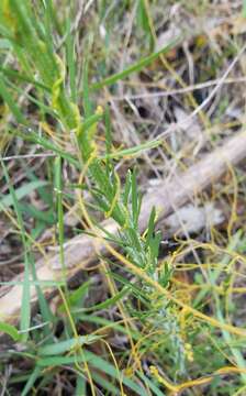 Image of Garber's Gayfeather