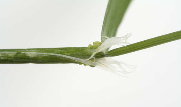 Imagem de Torreyochloa pallida var. fernaldii (Hitchc.) T. Koyama & Kawano