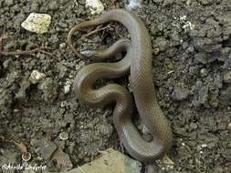 Image of Rough Earth Snake