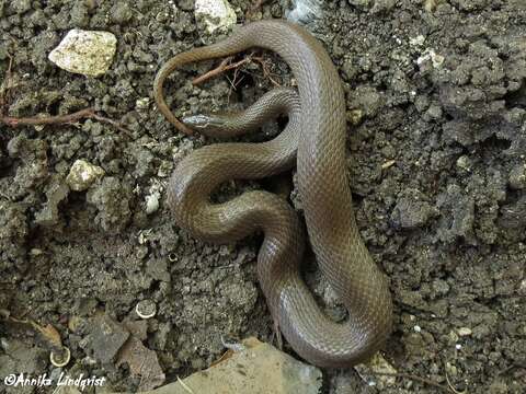 Image of Rough Earth Snake