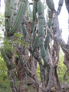 Image of Grenadier's Cap Cactus