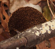 Image of Daedaleopsis confragosa (Bolton) J. Schröt. 1888