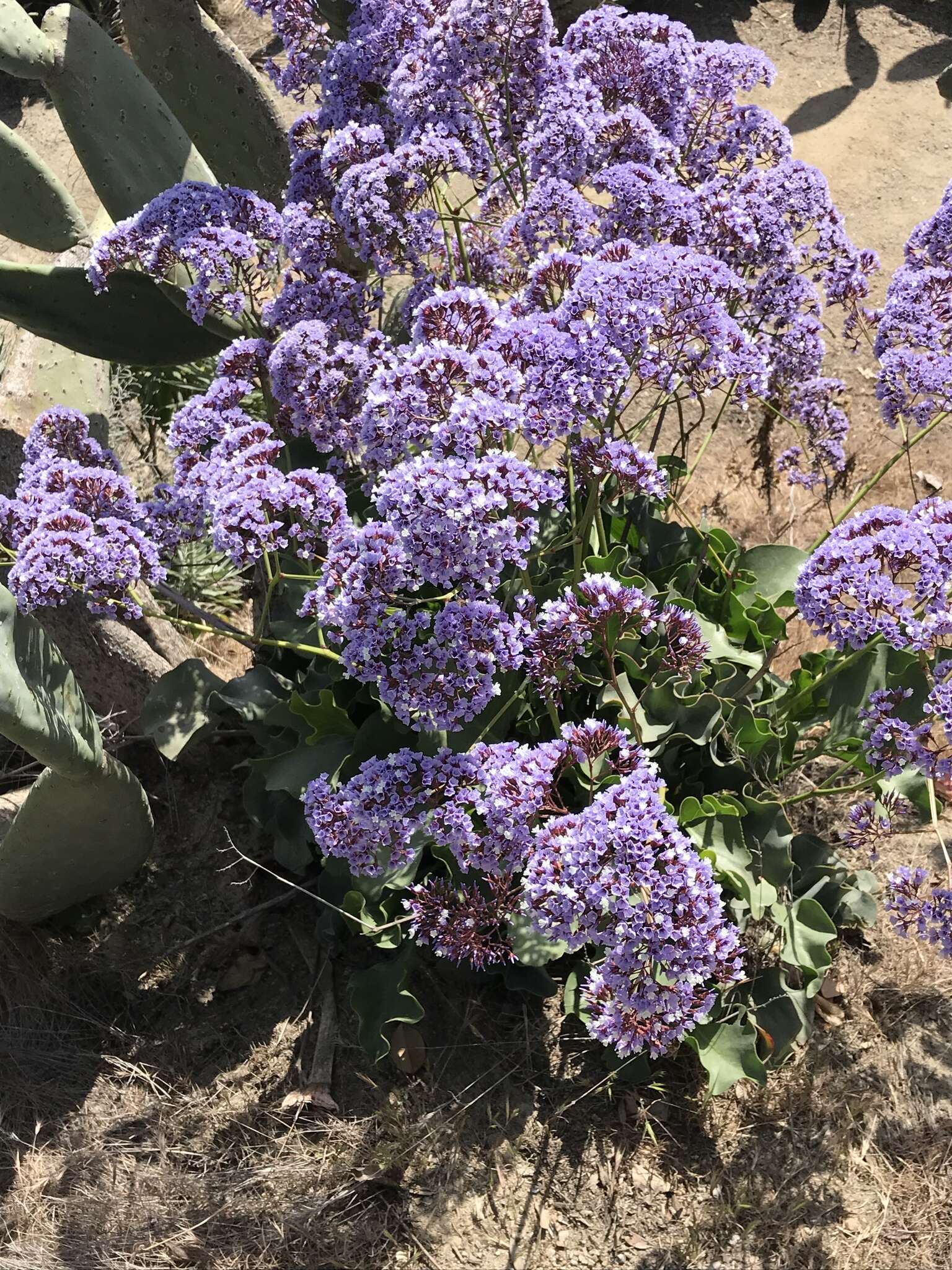 Imagem de Limonium perezii (Stapf) F. T. Hubbard ex L. H. Bailey