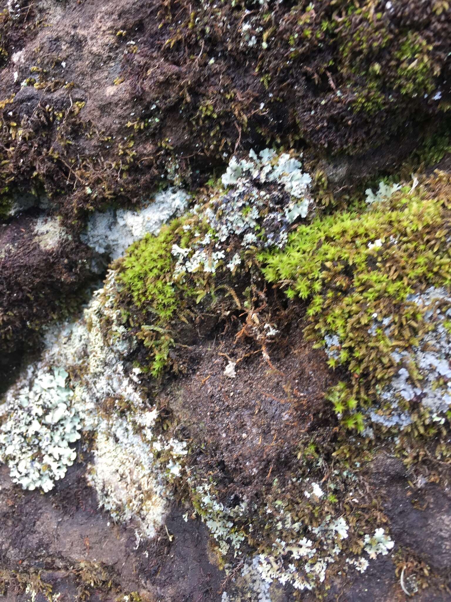 Image of Syntrichia antarctica Zander 1993