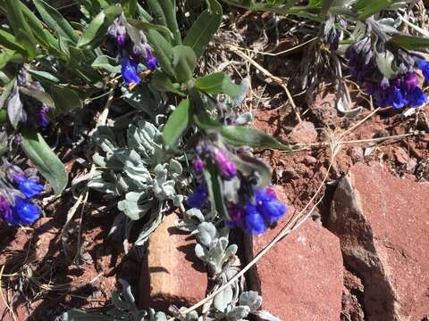 Mertensia oblongifolia (Nutt.) G. Don resmi