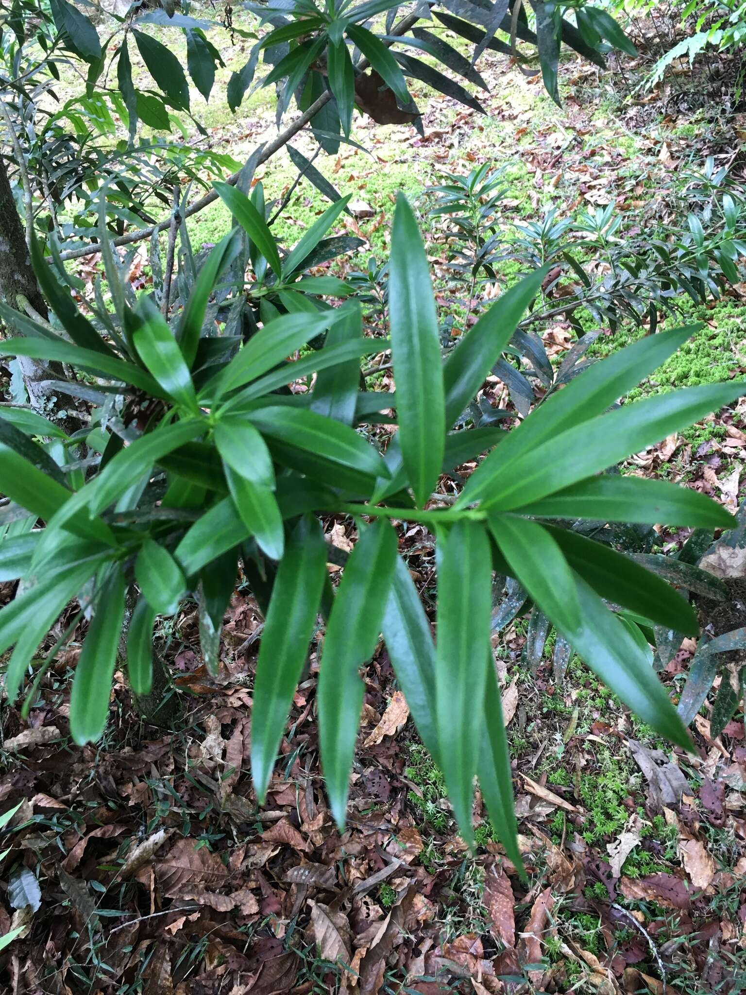 Image of Podocarpus costaricensis de Laub. ex Silba