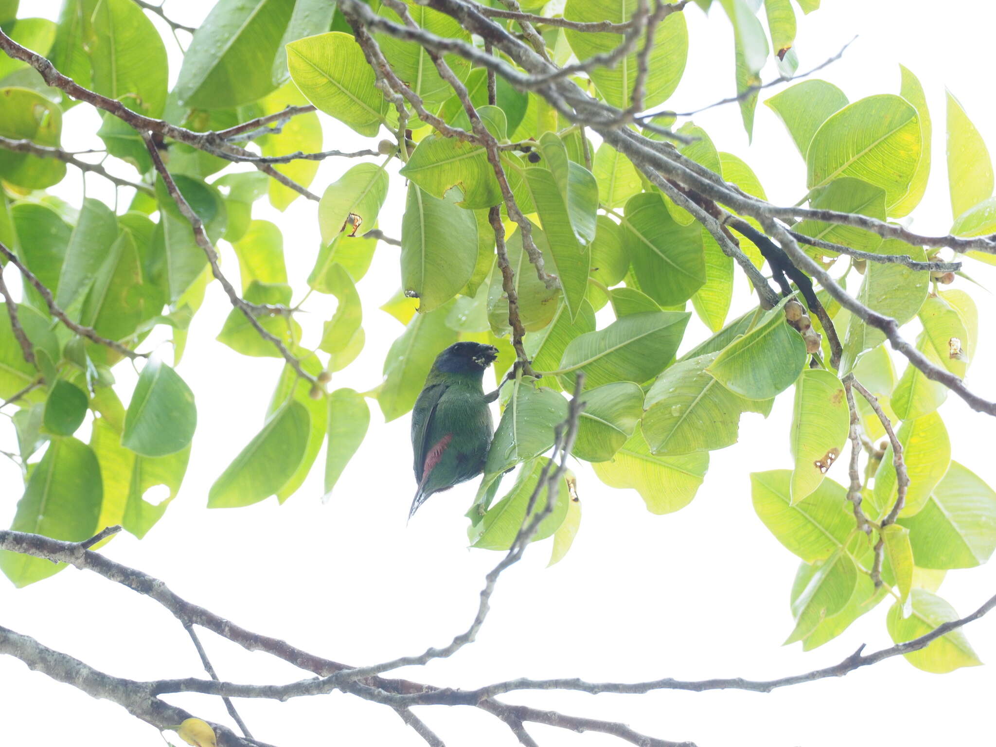 Image of Blue-faced Parrot-Finch