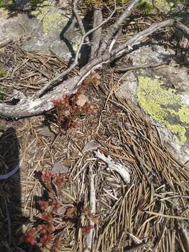 Image of Sedum tenellum M. Bieb.