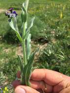 Plancia ëd Cynoglossum cristatum Schreb.