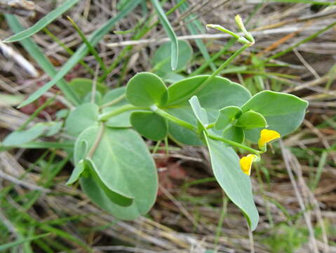 Image of yellow crownvetch