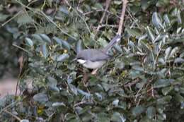 Image of Apalis thoracica capensis Roberts 1936