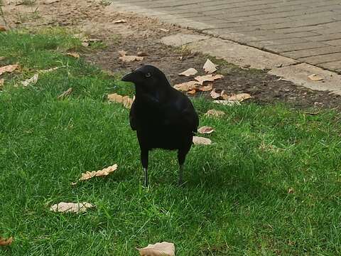 Слика од Corvus coronoides perplexus Mathews 1912