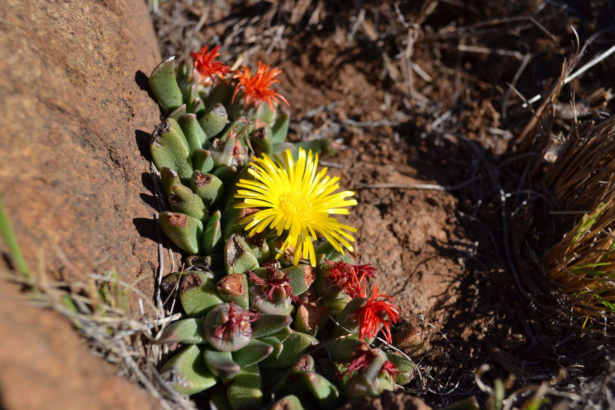 Image of Rabiea albipuncta (Haw.) N. E. Br.