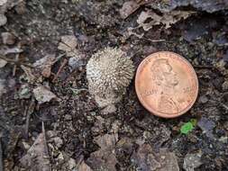 Image of Lycoperdon mauryanum Pat. ex Demoulin 1972