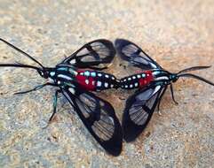 Image de Poecilosoma eone Hübner 1827