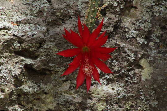 Sivun Disocactus speciosus subsp. speciosus kuva