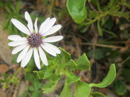 Image of shrubby daisybush