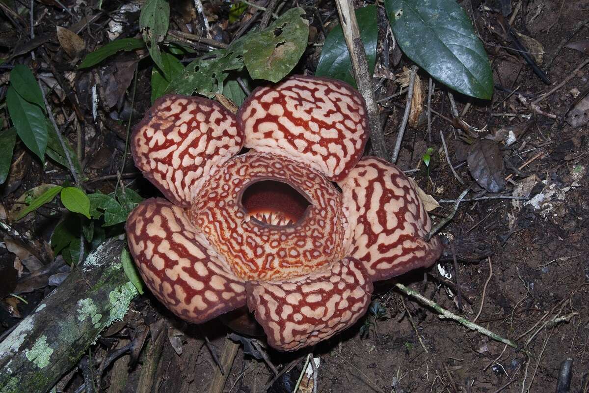 Image of Rafflesia pricei W. Meijer