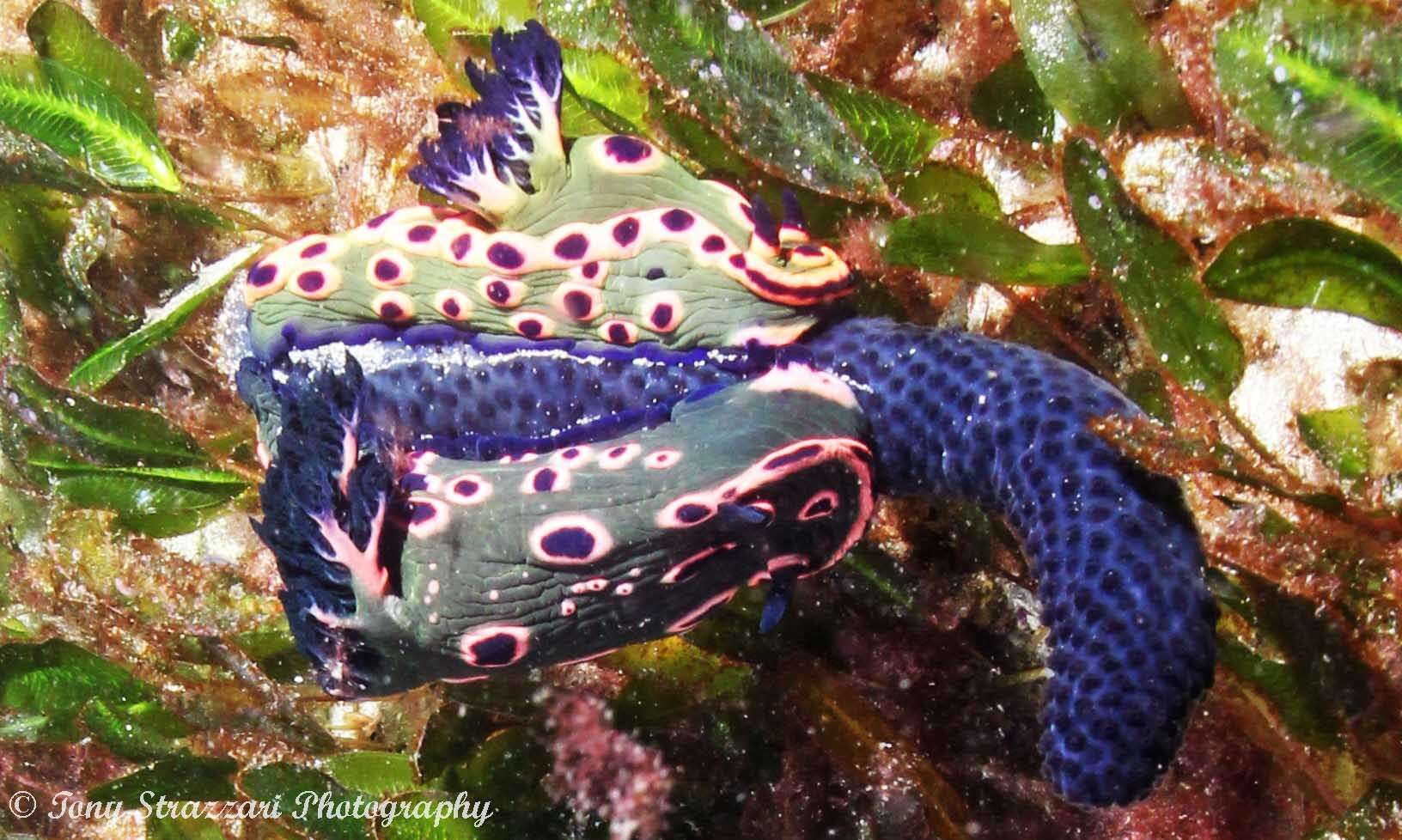 Image de Nembrotha rosannulata Pola, Cervera & Gosliner 2008