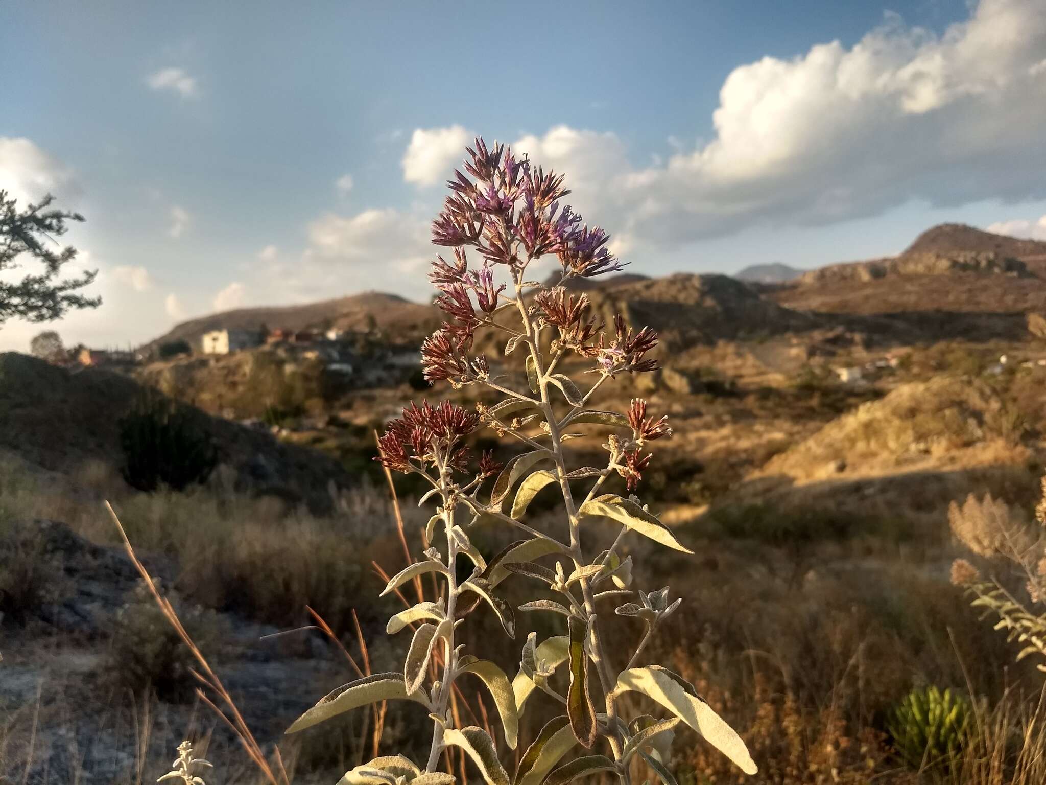 Eremosis tomentosa (La Llave & Lex.) Gleason resmi