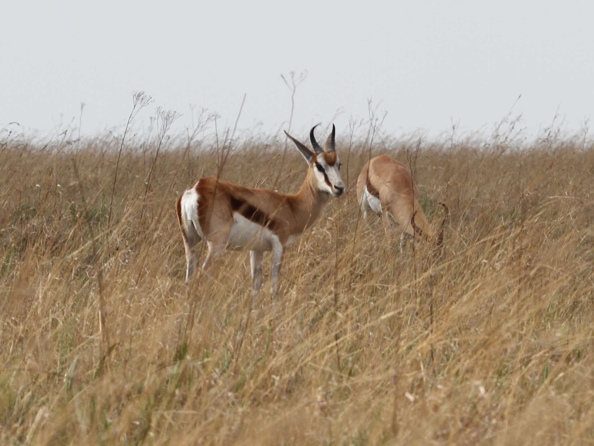 Image of Black Springbok