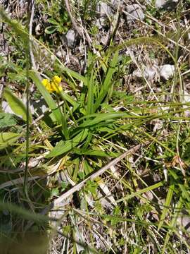 Image of Carex ornithopoda Willd.