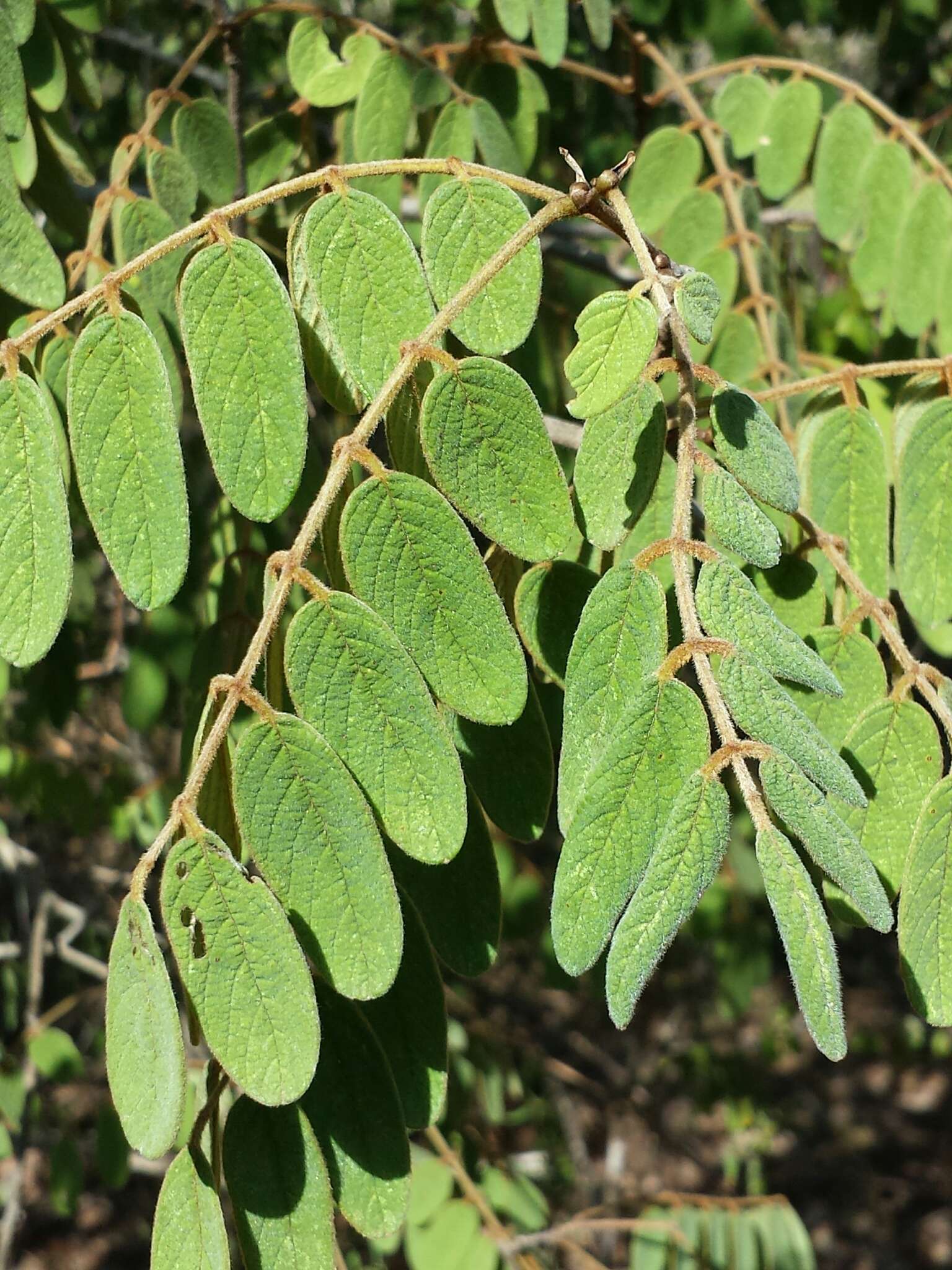 Слика од Millettia richardiana (Baill.) Du Puy & Labat