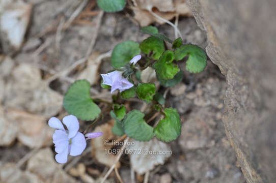 Sivun Viola tenuicornis W. Becker kuva