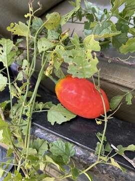 Image of bitter gourd