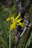 Image of Moraea reticulata Goldblatt